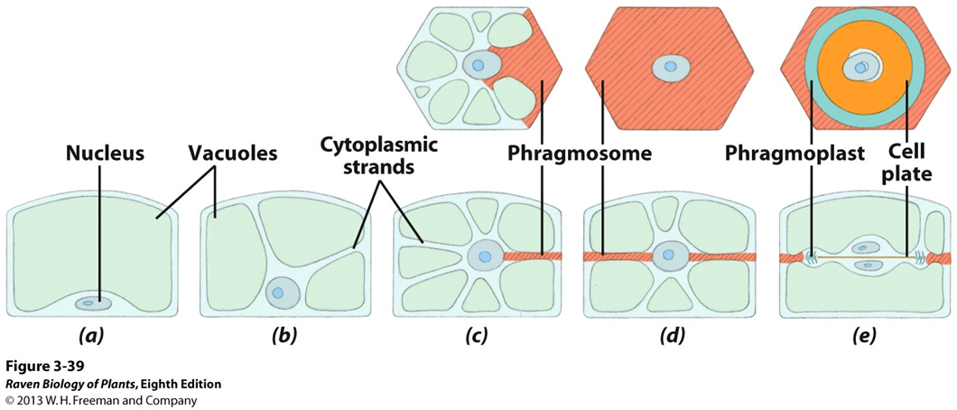 <ul><li><p>move nucleus to the center of the cell&nbsp;</p></li><li><p>starts in the G1 phase of mitosis, just<em> before</em>&nbsp;DNA replication</p></li><li><p>nucleus is anchored in cytoplasmic strands</p></li><li><p>strands merge to form a phragmosome that bisects the cell where it will ultimately divide</p></li></ul><p></p>