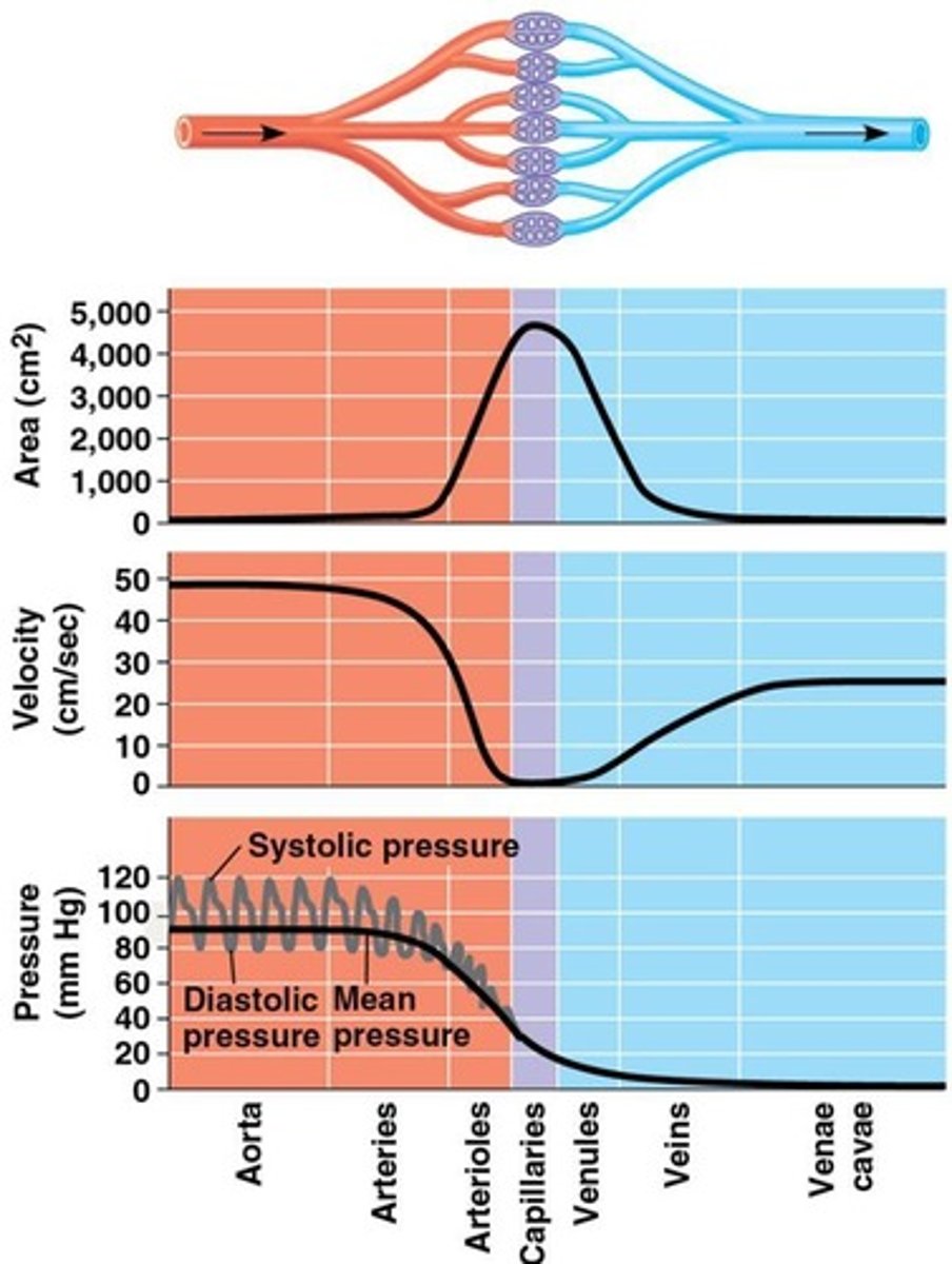 <p>The force blood exerts against the walls of blood vessels.</p>