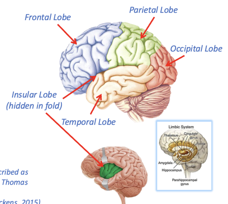 <ul><li><p>5 lobes</p></li><li><p>limbic system/lobe</p></li><li><p>subcortical structures</p></li></ul><p></p>