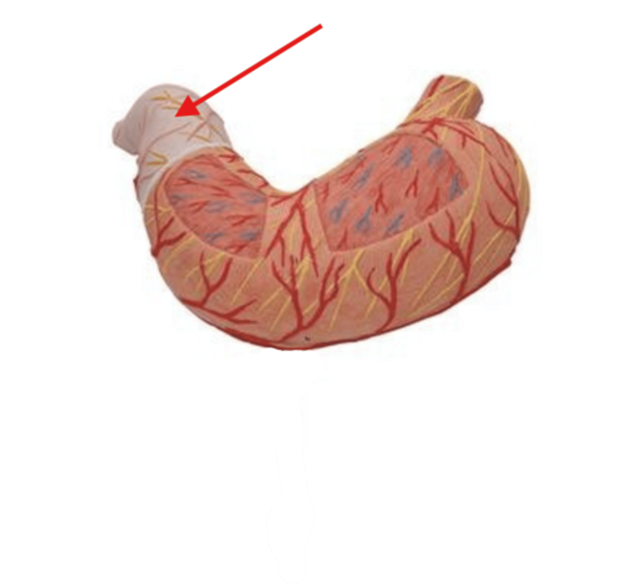 knowt flashcard image