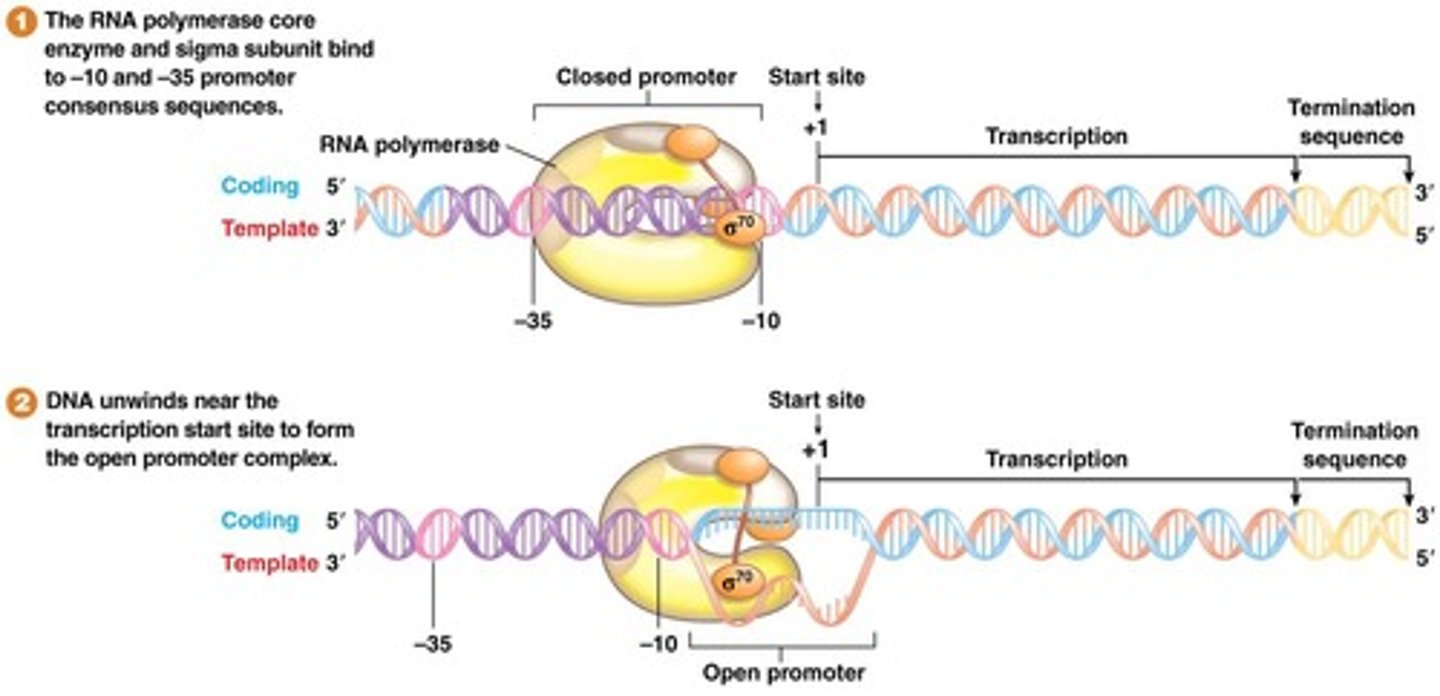 <p>formation of this stable transcription complex; RNA Pol II is now committed to move away from the promoter</p>