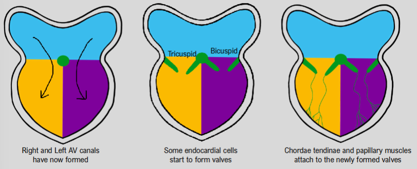 <ul><li><p>right and left AV canals have now formed</p></li><li><p>neural crest cells move in to form valves</p></li><li><p>chordae tendineae and papillary muscles attach to newly formed valves</p></li></ul><p></p>