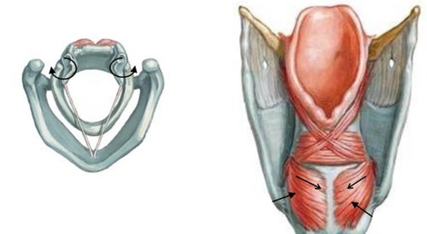 <p>intrinsic muscle laryngeal muscle that abducts the vocal cords (pivots the arytenoids so that the vocal processes move laterally) <br> -origin = laminae of cricoid cartilage <br> -insertion = posterior aspect of muscular process of arytenoid cartilage <br><br>*bilateral paralysis of posterior cricoarytenoid muscle adducts the vocal cords -&gt;&gt;&gt; suffocation (cuz they need to be able to abduct to let air through)<br><br>*innervated by the recurrent laryngeal nerve</p>