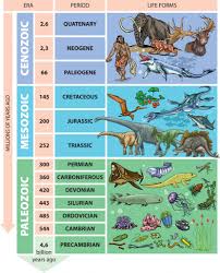 <p>geologic time scale</p>