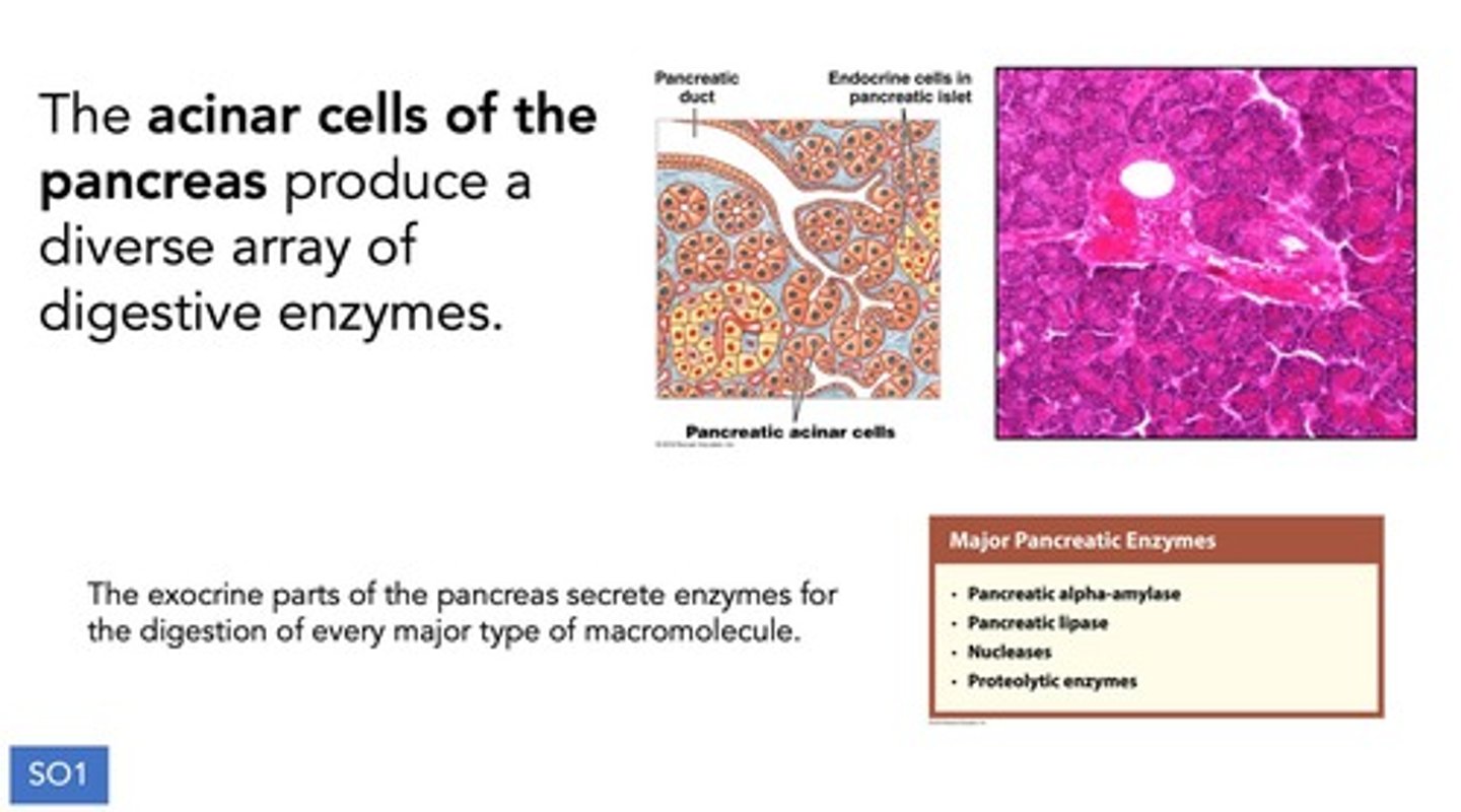 <p>The pancreas produces and secretes digestive enzymes and bicarbonate into the small intestine to aid in the digestion of macromolecules.</p>