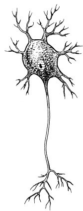 <p>a shape-classified neuron that has multiple dendritic branches and multiple axon branches. unless the neuron is specified to be uni/bipolar, all other neurons are considered to be under this class</p>