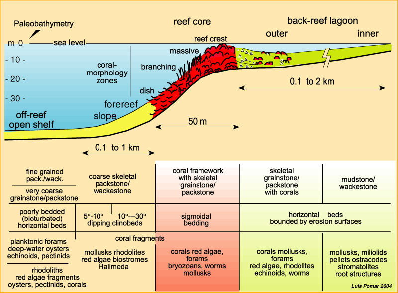 <p>Buildup of carbonate that is a lithified, wave-resistant structure. Behind this buildup, closer to the mainland, you see a shallow lagoon with higher salinity than the open ocean. Organisms here will vary according to salinity and temperature tolerance</p><p>South coast of Florida is a good example</p>