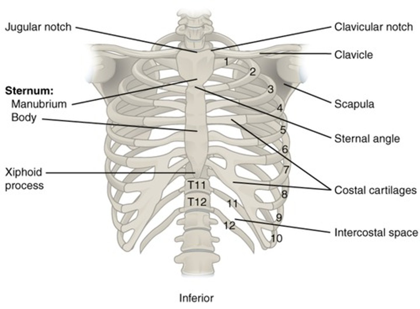 <p>24 (12 pairs for each thoracic vertebrae)</p>