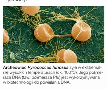 <p>wyst. np. w gorących źródłach. Przystosowały się one do skrajnie wysokich temperatur, m.in. dzięki: wytwarzaniu białek odpornych na denaturację termiczną, mechanizmom ochrony kwasów nukleinowych przed denaturacją termiczną, obecności w błonach długich i rozgałęzionych kwasów tłuszczowych, które zapobiegają zbyt dużej płynności błon i tym samym ich fragmentacji pod wpływem wysokiej temperatury.</p>