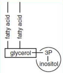 <p>replace a fatty acid chain of triacylglycerol with a phosphate group; used for membrane synthesis and can produce a hydrophilic surface layer on lipoproteins</p>