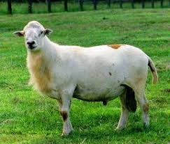 <p><span style="background-color: transparent;"><span>Katahdin</span></span></p>