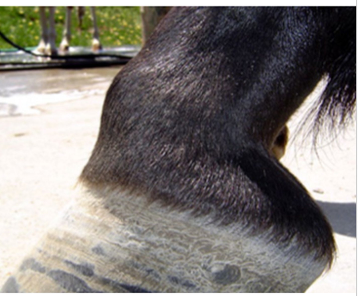 <p>What is the layman's term for this lesion?</p>