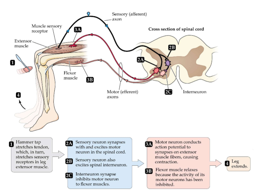<p>Pathway A: Hammer tap causes muscle to stretch and activate stretch/sensory receptors in the muscle spindle. APs of the innervating sensory neurons travel to spinal cord and cause NT release at synapse between sensory neuron and motor neuron. Motor neuron becomes depolarized, AP travels down axon, causing a contraction and your leg jerks forward. </p>