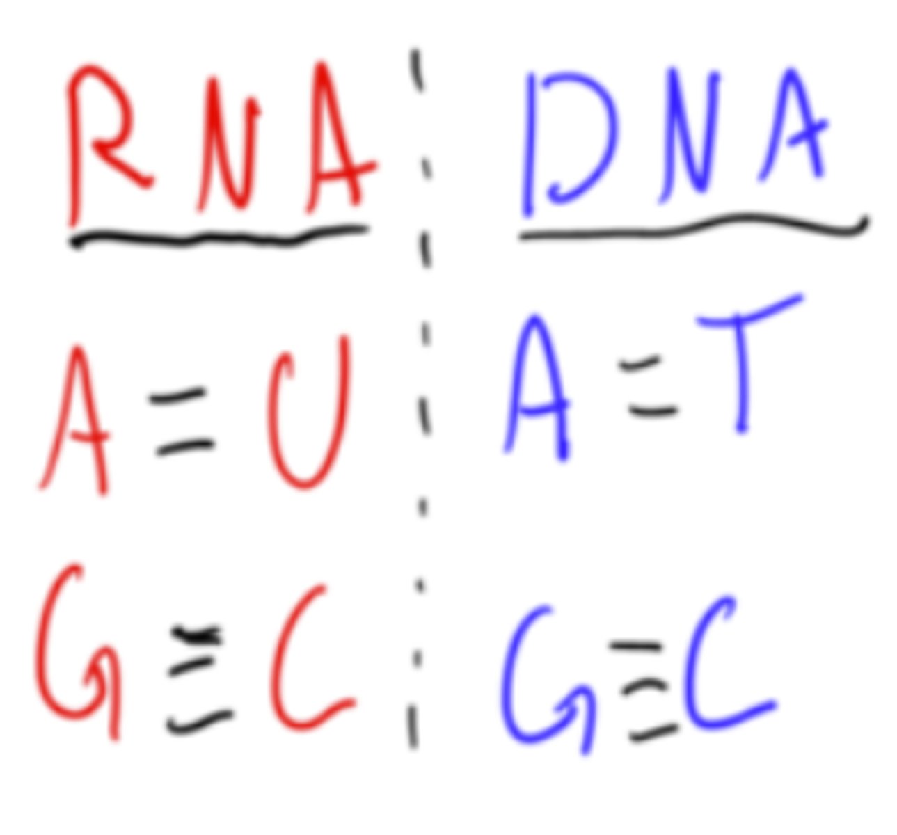 <p>DNA:</p><p>Adenine -&gt; thymine (two bonds)</p><p>Guanine -&gt; cytosine (three bonds)</p><p>RNA:</p><p>Adenine -&gt; Uracil (two bonds)</p><p>Guanine -&gt; Cytosine (three bonds)</p>
