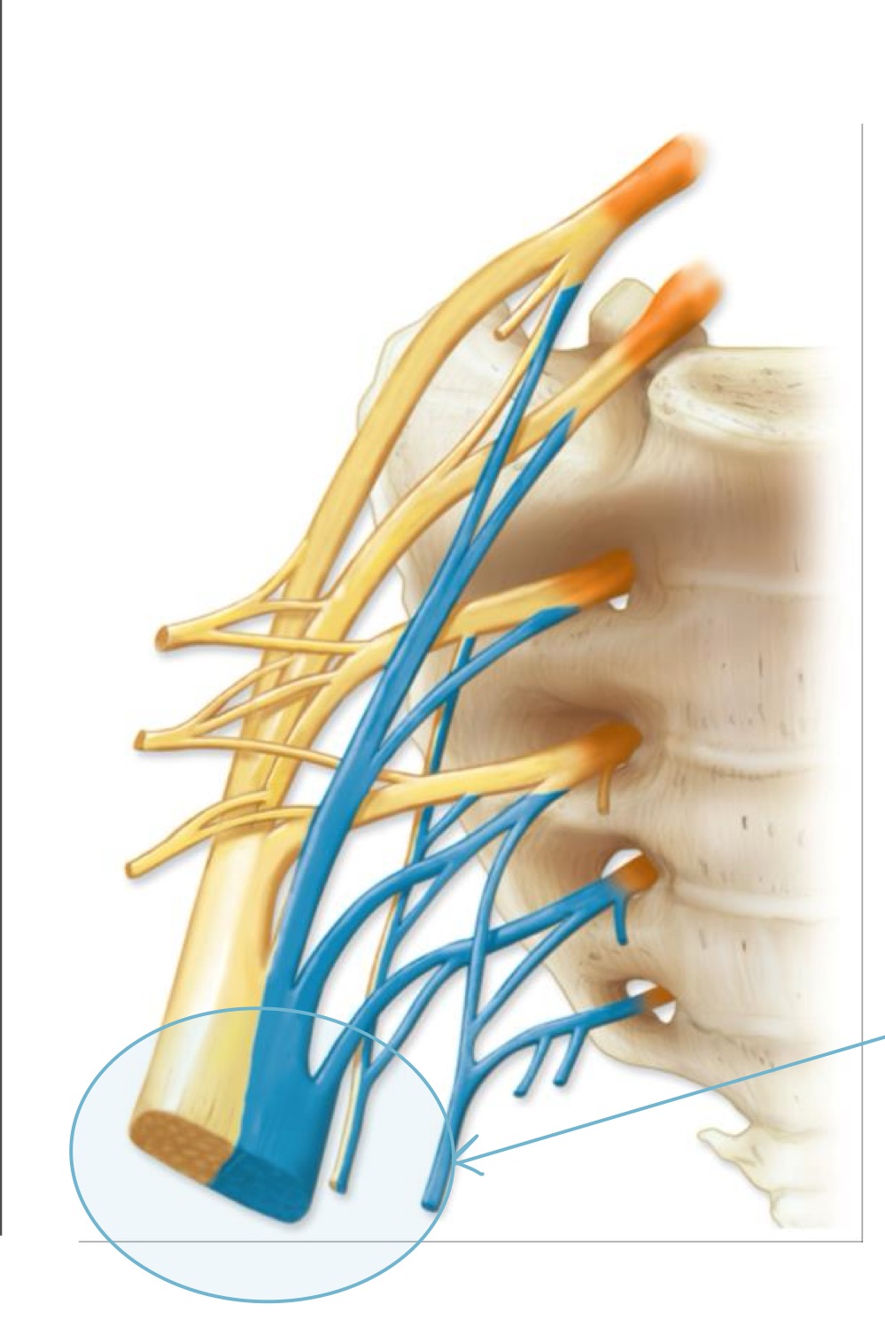 <p>Main nerve (sciatic nerve) </p>