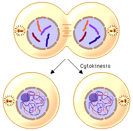 <p>-When the two new daughter cells separate.</p>