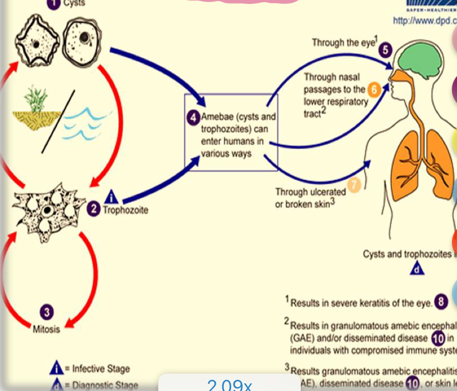 <p>Life cycle?</p>
