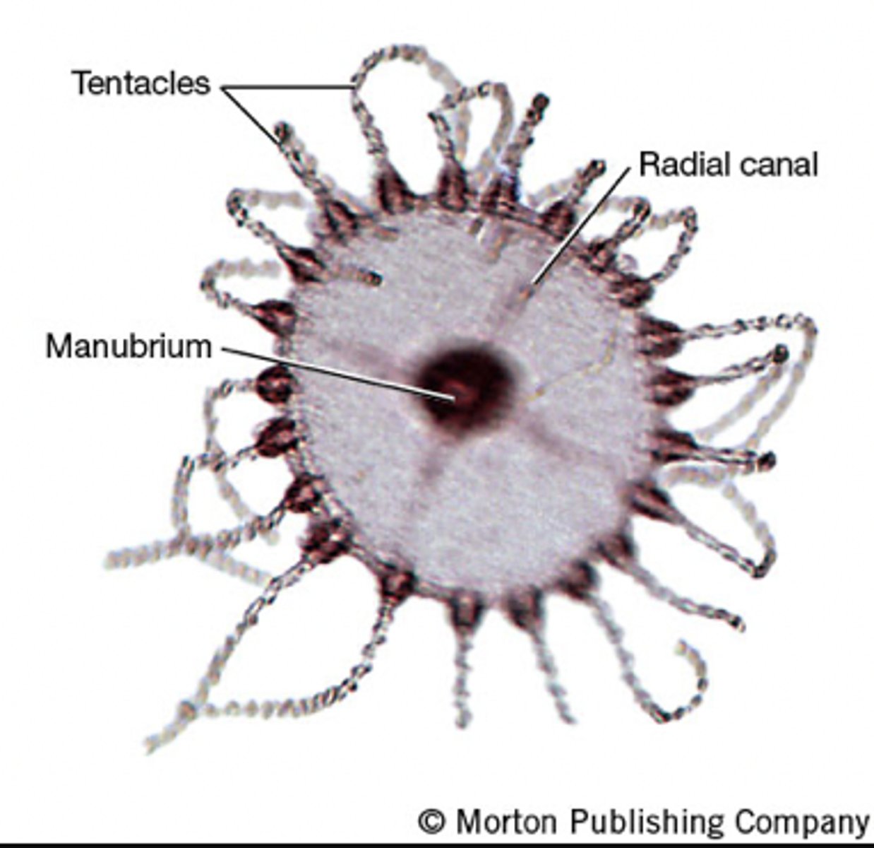 <p>Phylum: Cnidaria</p><p>Class: Hydrozoa</p><p>Genus: Obelia</p><p>Body Form: Medusa</p>