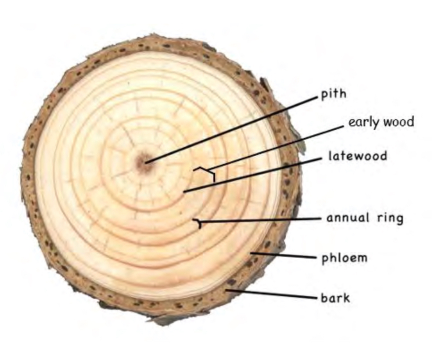 <p>When good conditions (like enough water, sun, etc) tree grow fast make light, less dense wood growth ring</p>