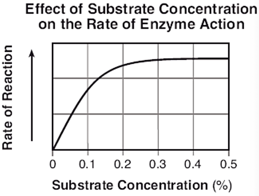 <p><strong>The graph to the left shows the effect of substrate concentration on the action of enzyme P.&nbsp; This enzyme is functioning at its optimal temperature, 28 C, and at its optimal pH 5.5. When the substrate concentration increases from 0.4% to 0.5% , the rate of the reaction</strong></p>