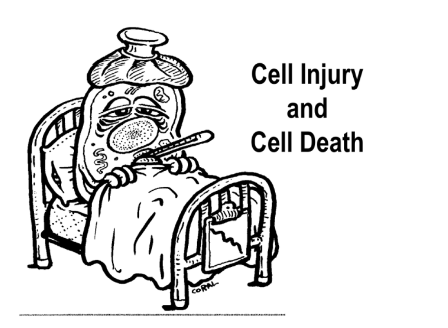 <p>What are the 2 type of cell death?</p>