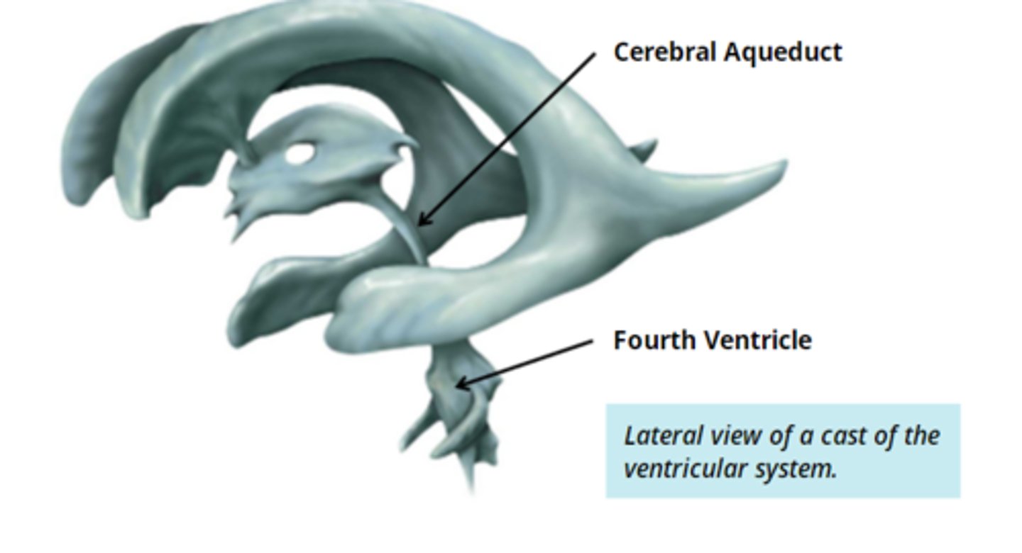 <p>- sits between the pons/medulla and the cerebellum</p><p>- connected to the third ventricle between the cerebral aqueduct </p><p>- it is continuous with the central canal of the spinal cord and the subarachnoid mater</p>