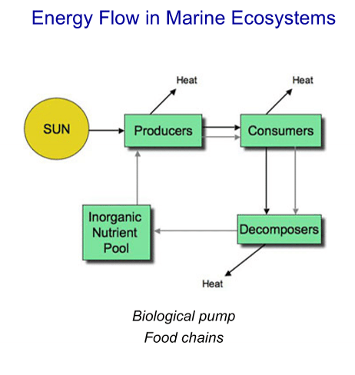 <p>- Sunlight energy is converted into energy for primary producers, that energy is then transferred to consumers who each the producers, and then once the consumers (and producers) die, their energy is trasnferred to decomposers who return the nutrients back to the inorganic nutrient pool for producers to use once again</p><p>- When consumers die, their bodies sink down further into the ocean and they are broken down by decomposers, which is why nutrients tends to build up in deep water</p><p>- In each step, some energy is lost (such as being given up as heat) because it is used up to maintain an organism's body and function</p>