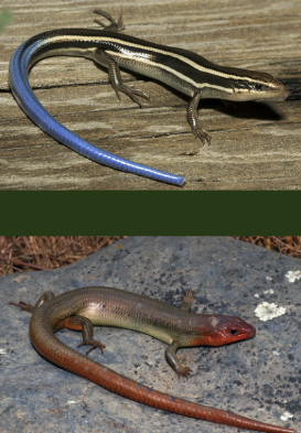 <ul><li><p>juveniles have iridescent blue tail</p></li><li><p>if attacked tail falls off and wiggles as distraction</p><ul><li><p>will regrow</p></li></ul></li><li><p>adults lose blue tail & head becomes orange-red</p></li><li><p>up to 8 in length (snake-like)</p></li><li><p>tiny legs, moves slow, stalks insects on floor</p></li><li><p>mainly nocturnal → beneath logs/rocks</p></li><li><p>foothill woodland & yosemite valley</p></li></ul><p></p>