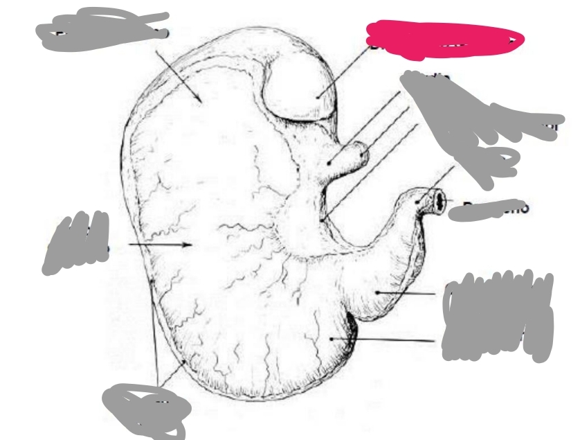 <p>Suínos </p>