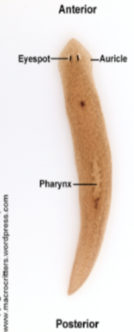 planarians