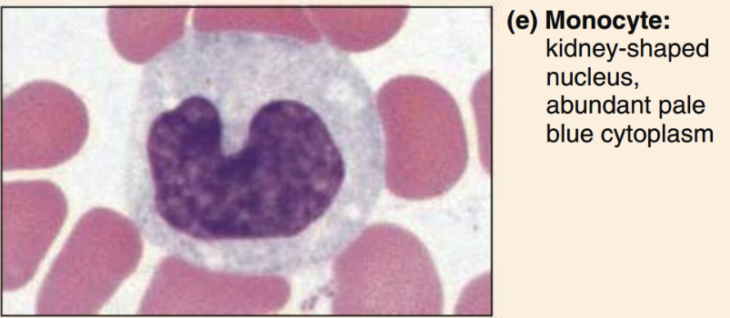 <ul><li><p>ovoid/kidney/horseshoe nucleus, abundant cytoplasm</p></li></ul><p></p>