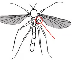<p><span>Modified hindwings in flies used for balance during flight.</span></p><ul><li><p><span>Small knob-like structure that exists behind each wing of flies and their relatives; function in stabilization during flight.</span></p></li></ul><p></p>