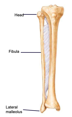 <p>the highest part of the fibula, supported by the neck; articulates with the tibia</p>