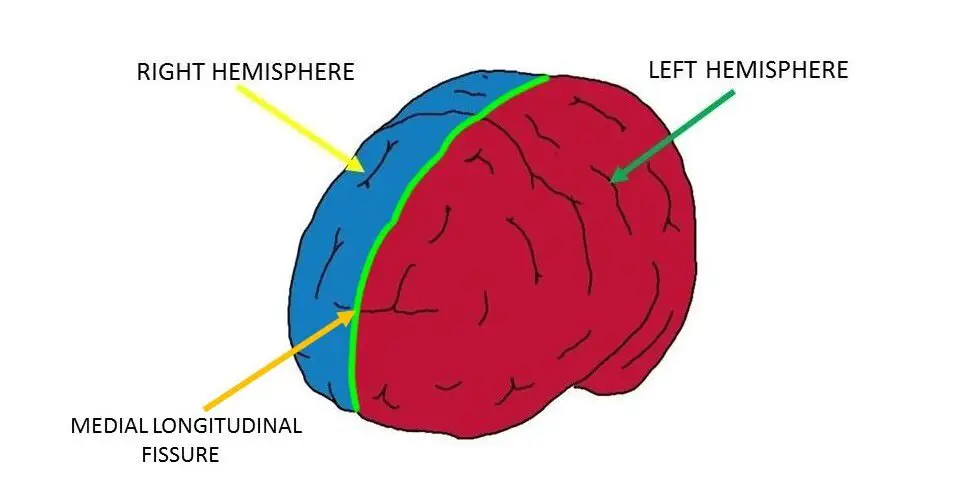 <p>Deep Sulcus Separating Left and Right Hemispheres</p>