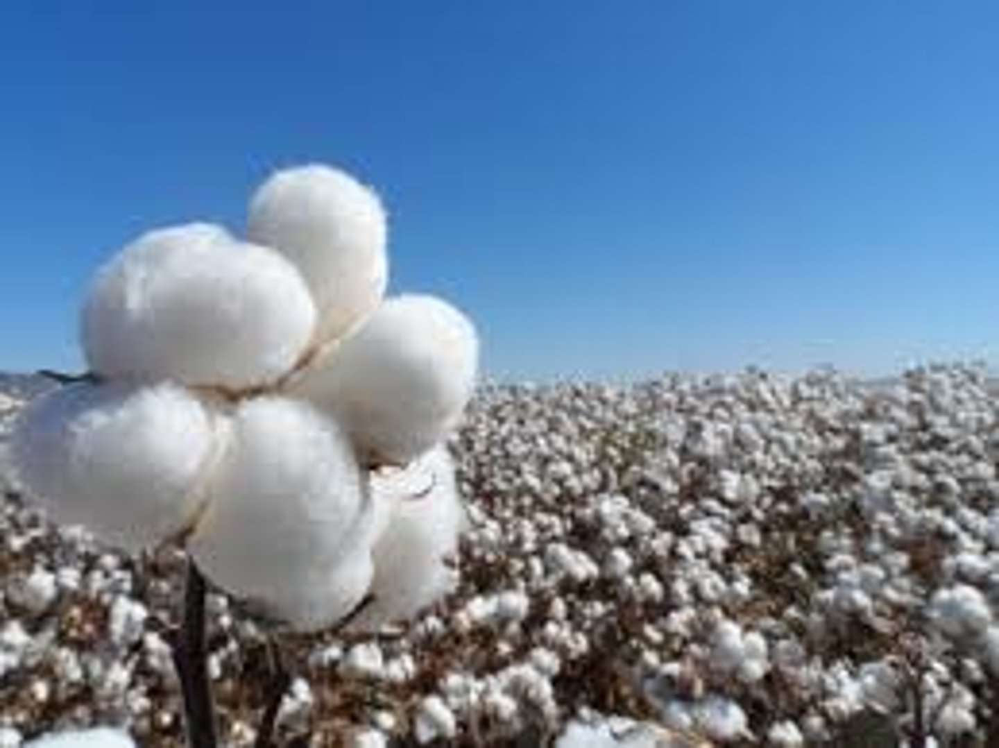 <p>cotton</p>
