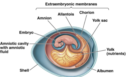 <ol><li><p>amnion: surrounds the embryo and amniotic fluid that cushions and protects the embryo</p></li><li><p>yolk sac: surrounds an embryo’s primary food called yolk; proteins and lipids produced by moms liver</p></li><li><p>allantois: reservoir for metabolic wastes and may be used in gas exchange along with the chorion</p></li><li><p>chorion: envelops the embryonic mass isolating it from egg albumen in shelled eggs; exchanges gases</p></li></ol>