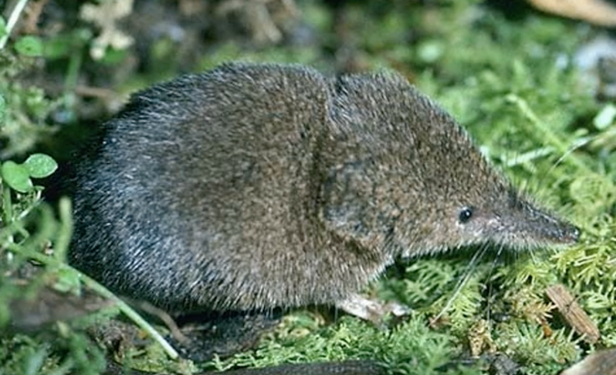 Shrew
