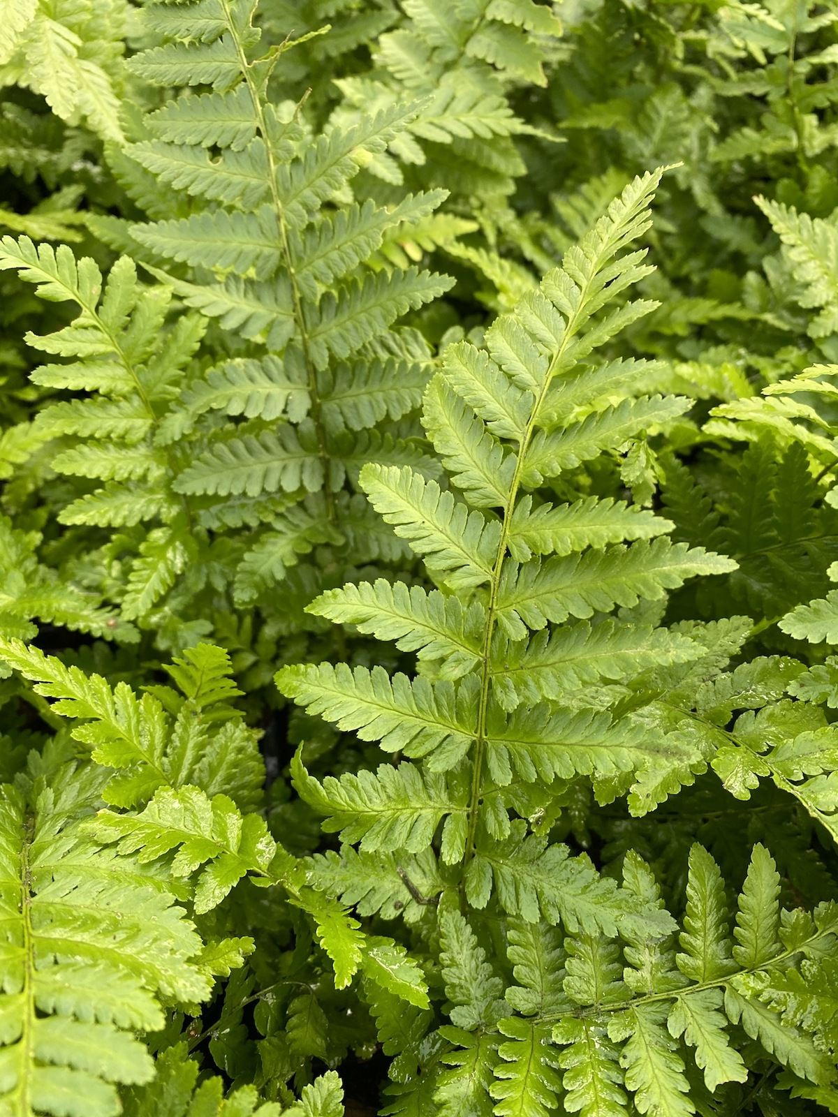 <p>Dryopteris filix-mas</p>