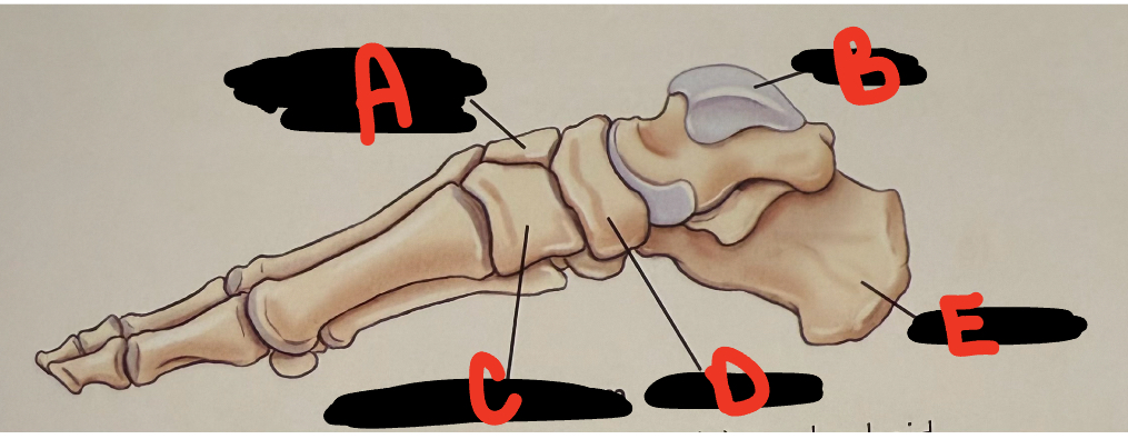 <p>D</p>