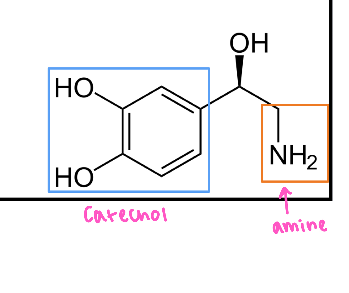 <ul><li><p>core structure is <strong>catechol</strong></p></li><li><p>has an <strong>amine</strong> group attached</p></li></ul><p></p>