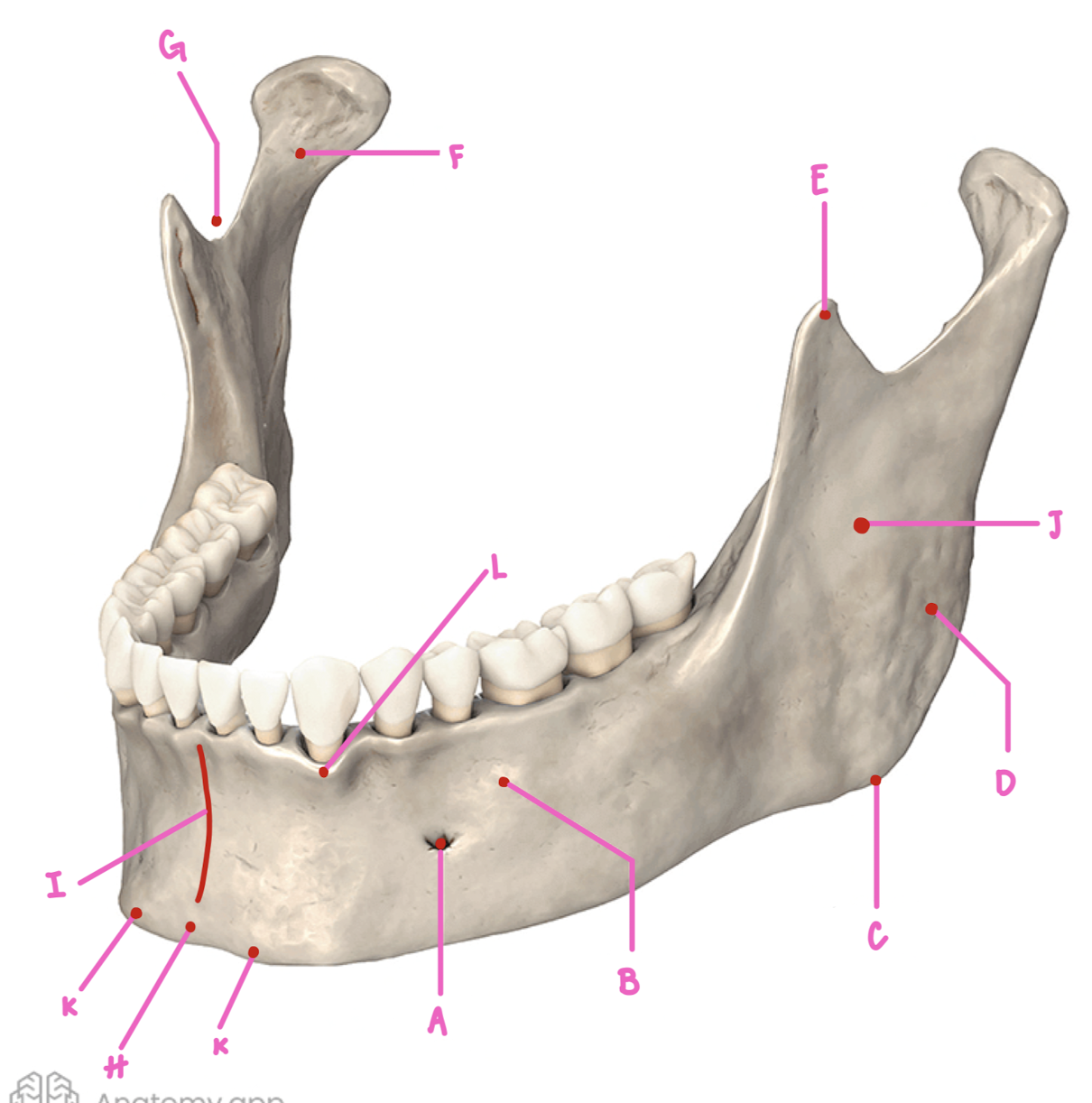 <p>Name the part of the mandible labeled L</p>