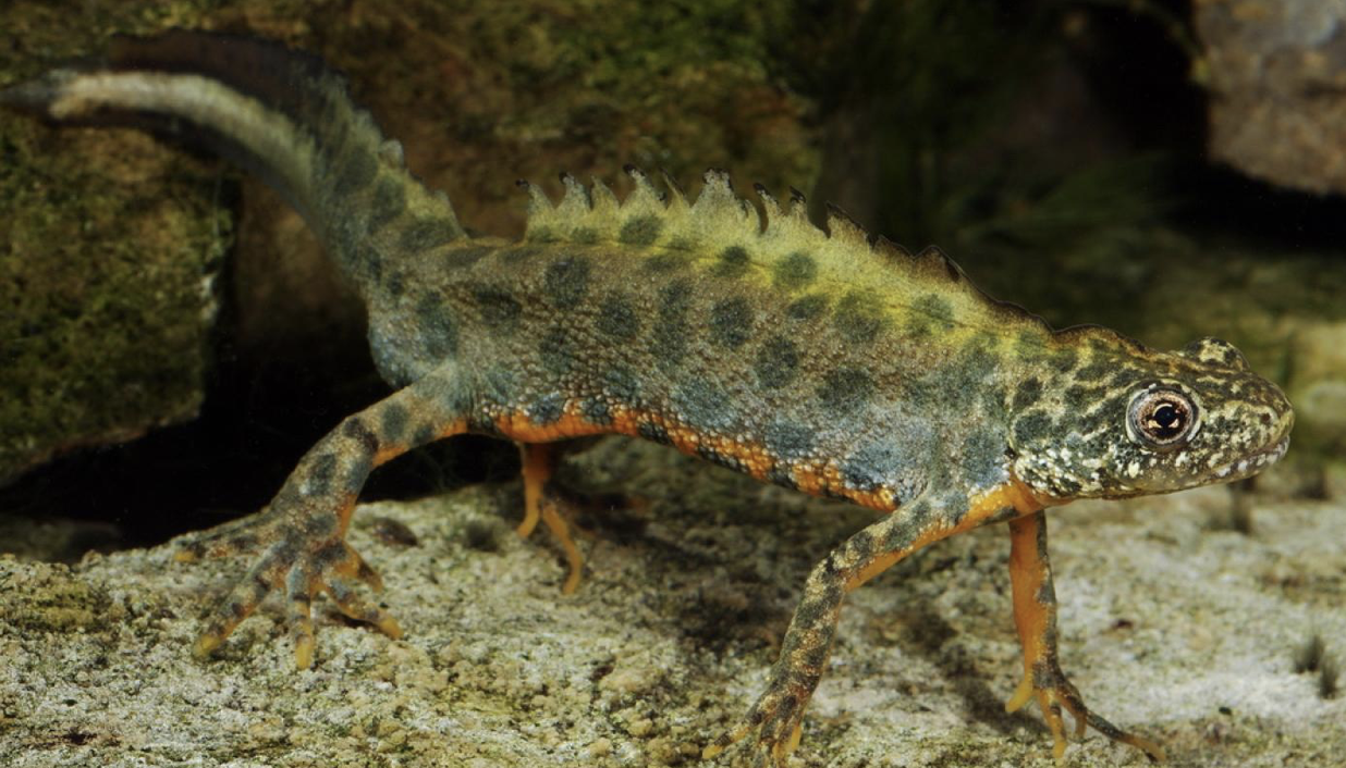 <p>Tieflagen TI, Genfersee</p>