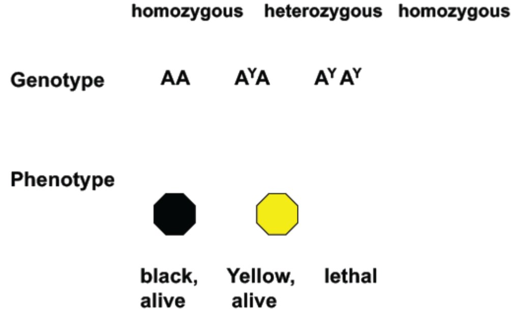 <ul><li><p>unusual ratios w/ only 2 phenotypes</p></li></ul>