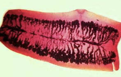 <p>15-20 branches on each side</p>