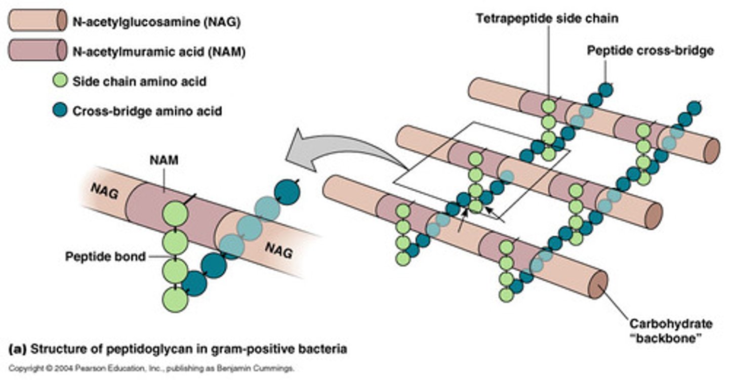 <p>protein-carbohydrate that forms bacterial cell walls</p>