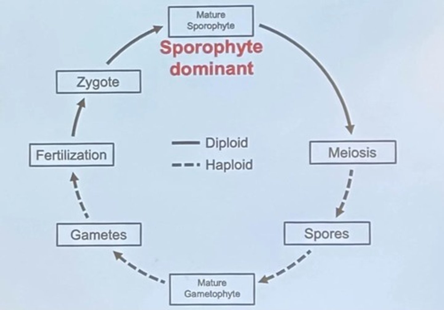<p>Groups from Broad to narrow are: Domain to Species.</p>