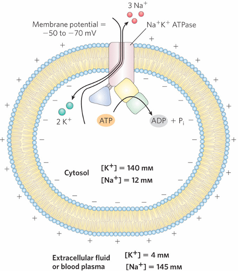 knowt flashcard image