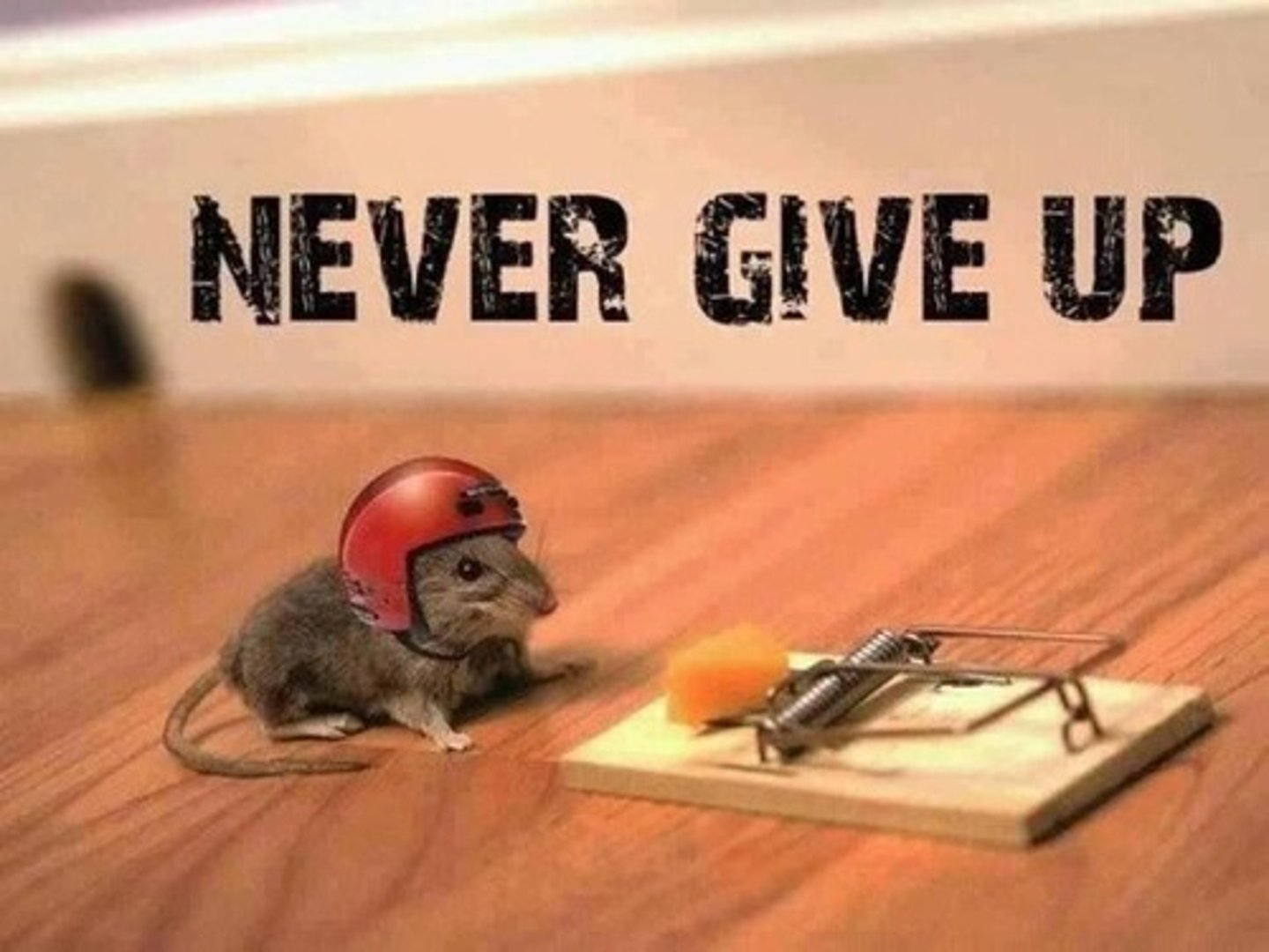 <p>perseverance, persistence</p>