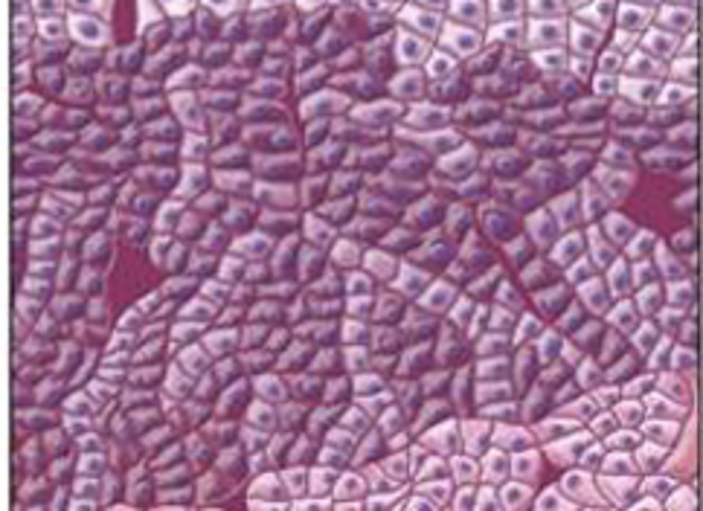 <p>thin layer of cells arranged loosely in clusters; secrete glucocorticoids and androgenic steroids</p>