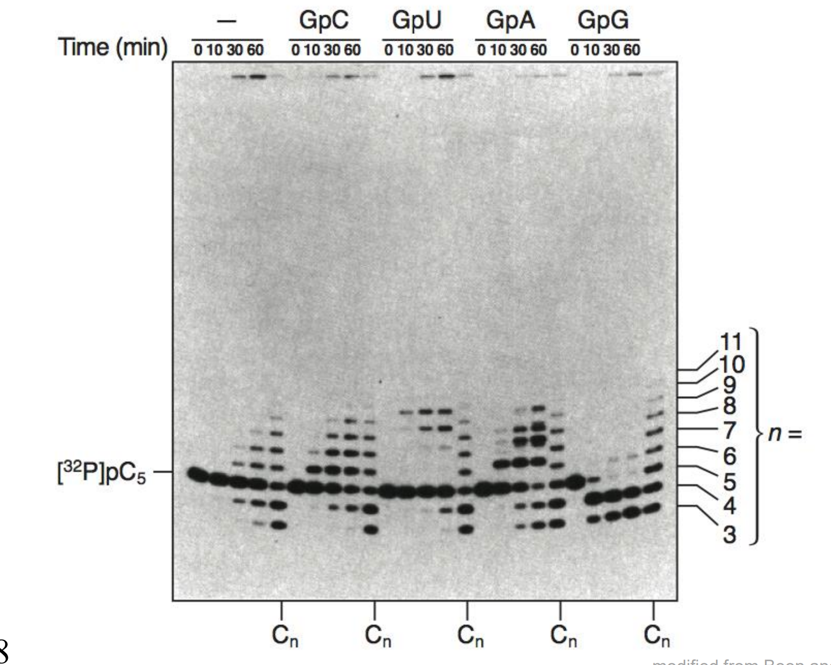 <p>What is this graph and how does it prove the RNA life hypothesis</p>